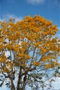 Jacaranda 1