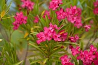 oleander1